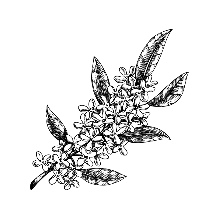 Osmanthus, tea olive branch sketch. Aromatic plant hand-drawn vector illustration. Cosmetics and perfumery ingredient. NOT AI generated